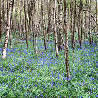 Buy canvas prints of Bluebells in the woods, East Sussex by Nicolas Duperrier