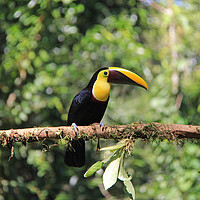 Buy canvas prints of Toucan by Amy Rogers