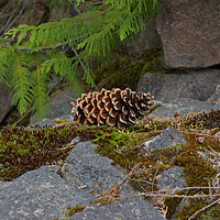 Buy canvas prints of Pine Cone by Amy Rogers