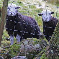 Buy canvas prints of Sheep by Amy Rogers