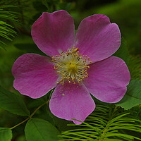Buy canvas prints of Wild Rose by Amy Rogers