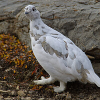 Buy canvas prints of Ptarmigan by Amy Rogers