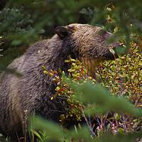 Buy canvas prints of Grizzly Bear by Amy Rogers