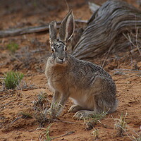 Buy canvas prints of Jack Rabbit by Amy Rogers