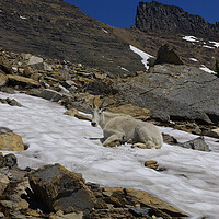 Buy canvas prints of Mountain Goat by Amy Rogers