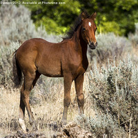 Buy canvas prints of Mustang Yearling by Mike Dawson