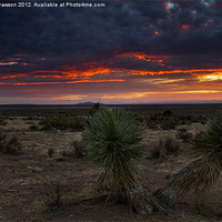Buy canvas prints of Yucca Sunset by Mike Dawson