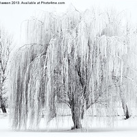 Buy canvas prints of Winter Willow by Mike Dawson