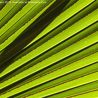 Buy canvas prints of Palm Lines by Mike Dawson