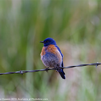 Buy canvas prints of Bluebird on a Wire by Mike Dawson