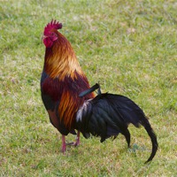 Buy canvas prints of Feral Rooster by Mike Dawson