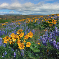 Buy canvas prints of Central Washington Spring by Mike Dawson