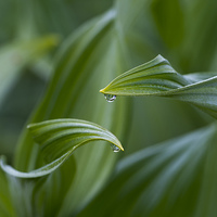 Buy canvas prints of Morning Dew by Mike Dawson
