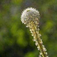 Buy canvas prints of BearGrass Glow by Mike Dawson