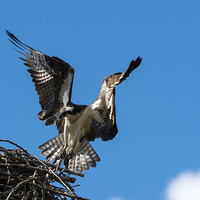 Buy canvas prints of Returning to the Nest by Mike Dawson