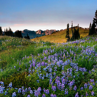 Buy canvas prints of Lupine Sunrise by Mike Dawson