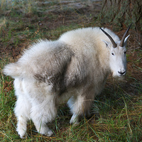 Buy canvas prints of Grazing Mountain Goat by Mike Dawson