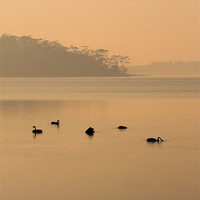 Buy canvas prints of Black Swan Sunrise by Mike Dawson