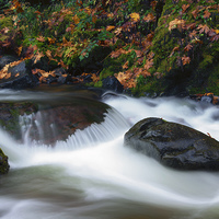 Buy canvas prints of Autumn Fallen by Mike Dawson
