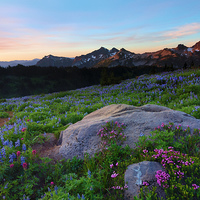 Buy canvas prints of Wildflower Dawning by Mike Dawson