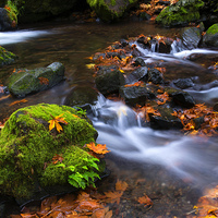 Buy canvas prints of Autumn Leaves Scattered by Mike Dawson