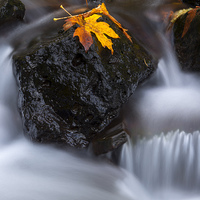 Buy canvas prints of Autumn Above and Below by Mike Dawson