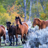 Buy canvas prints of Wild Mustang Autumn by Mike Dawson