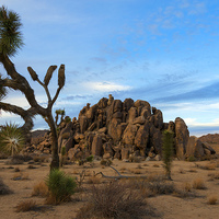 Buy canvas prints of Joshua Tree Cloud Explosion by Mike Dawson