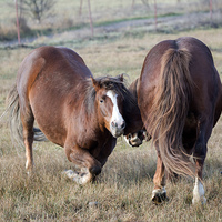 Buy canvas prints of Horseplay by Mike Dawson