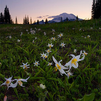 Buy canvas prints of Avalanche of Lillies by Mike Dawson