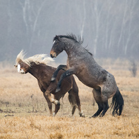 Buy canvas prints of Stallion Challenge by Mike Dawson