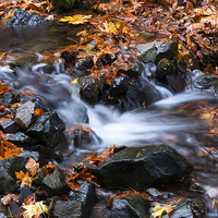 Buy canvas prints of Splitting Autumn by Mike Dawson
