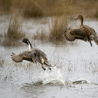 Buy canvas prints of Northern Pintail Flight by Mike Dawson