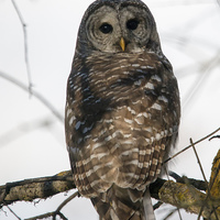 Buy canvas prints of Barred Owl Stare by Mike Dawson