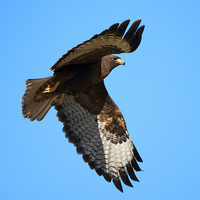 Buy canvas prints of Red-Tail Flight by Mike Dawson