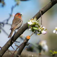 Buy canvas prints of House Finch by Mike Dawson