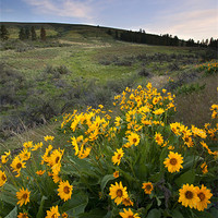 Buy canvas prints of Balsamroot Sunset by Mike Dawson