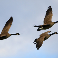 Buy canvas prints of Canadian Geese Trio by Mike Dawson