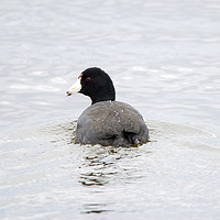 Buy canvas prints of Coot by Mike Dawson