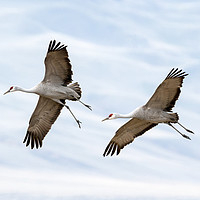 Buy canvas prints of Sandhill Crane Approach by Mike Dawson