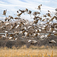 Buy canvas prints of Sandhill Crane Explosion by Mike Dawson