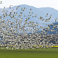 Buy canvas prints of Snow Geese Exodus by Mike Dawson
