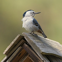 Buy canvas prints of White-Breasted Nuthatch by Mike Dawson