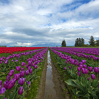 Buy canvas prints of Fields of Color by Mike Dawson