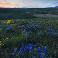 Buy canvas prints of Cowiche Wildflower Sunset by Mike Dawson