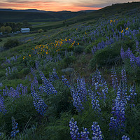 Buy canvas prints of Lupine Sunset by Mike Dawson