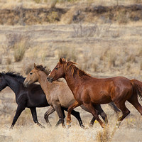 Buy canvas prints of Mustang Trio by Mike Dawson