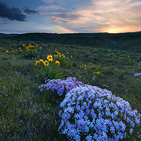 Buy canvas prints of Phlox Sunset by Mike Dawson