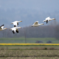 Buy canvas prints of Nine Geese a Flaying by Mike Dawson