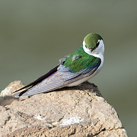Buy canvas prints of Violet-Green Swallow by Mike Dawson